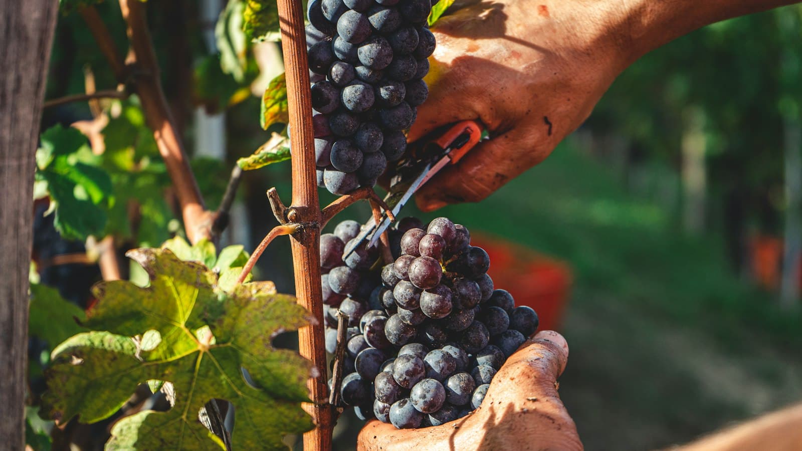 Mani che tagliano un grappolo d’uva nera durante la vendemmia